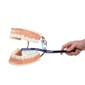 Cliquez sur l’image pour voir les détails du produit :Modèle géant de prothèse dentaire