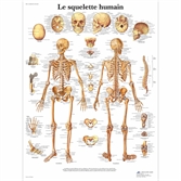 Cliquez sur l’image pour voir les détails du produit :Planche anatomique plastifiée