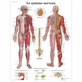 Cliquez sur l’image pour voir les détails du produit :Planche anatomique plastifiée du système nerveux