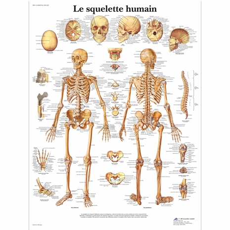 Cliquez pour agrandir